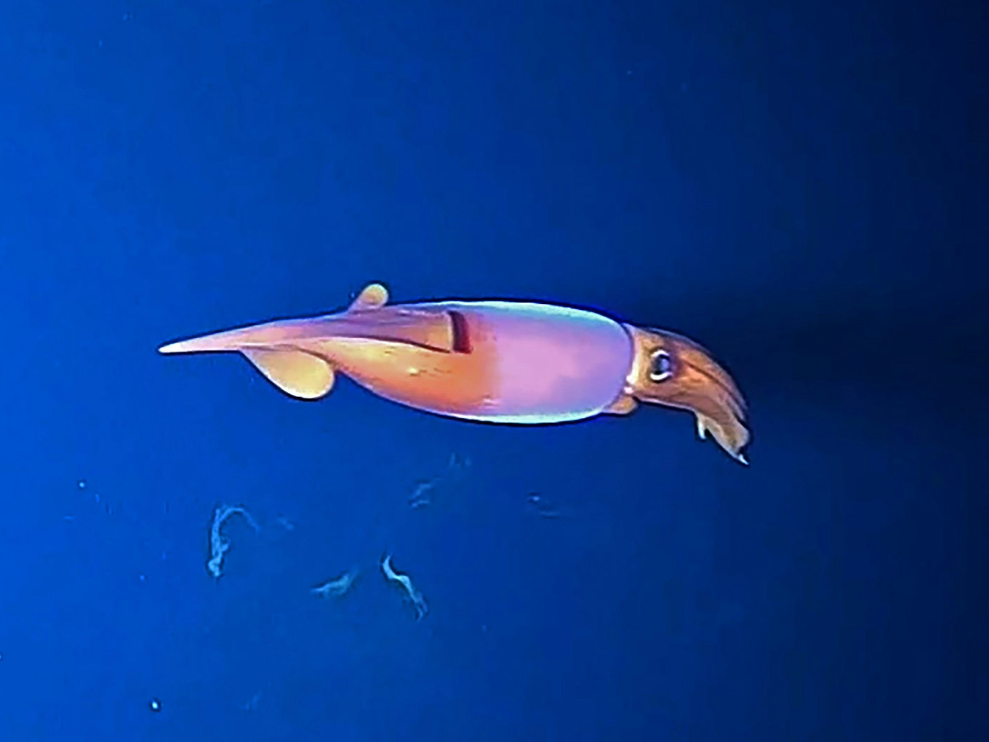 Tintenfische im Arktischen Ozean: Hier ein Kalmar, aufgenommen am 15. Januar 2022 durch die Expeditions-Fischkamera.