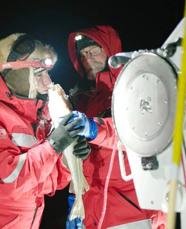 Das Forschungsteam findet Kabeljau im Arktischen Ozean. Kabeljau und Tintenfische können viel weiter nördlich leben als bisher angenommen: Wissenschaftler entdeckten während der „Mosaic“-Expedition mit dem Forschungsschiff „Polarstern“ einzelne große Exemplare dieser Meeresbewohner in der Zentralarktis.