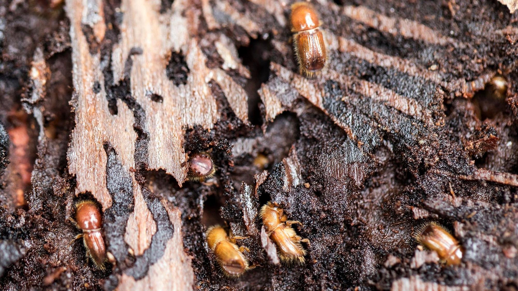 Vor allen Dingen die Borkenkäferplage sorgt dafür, dass Nadelwälder leiden – unser Archivfoto von 2018 zeigt die Insekten in der Rinde einer Fichte in der Schweiz.