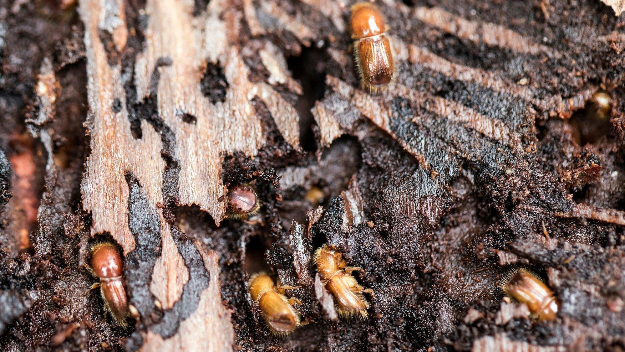 Vor allen Dingen die Borkenkäferplage sorgt dafür, dass Nadelwälder leiden – unser Archivfoto von 2018 zeigt die Insekten in der Rinde einer Fichte in der Schweiz.