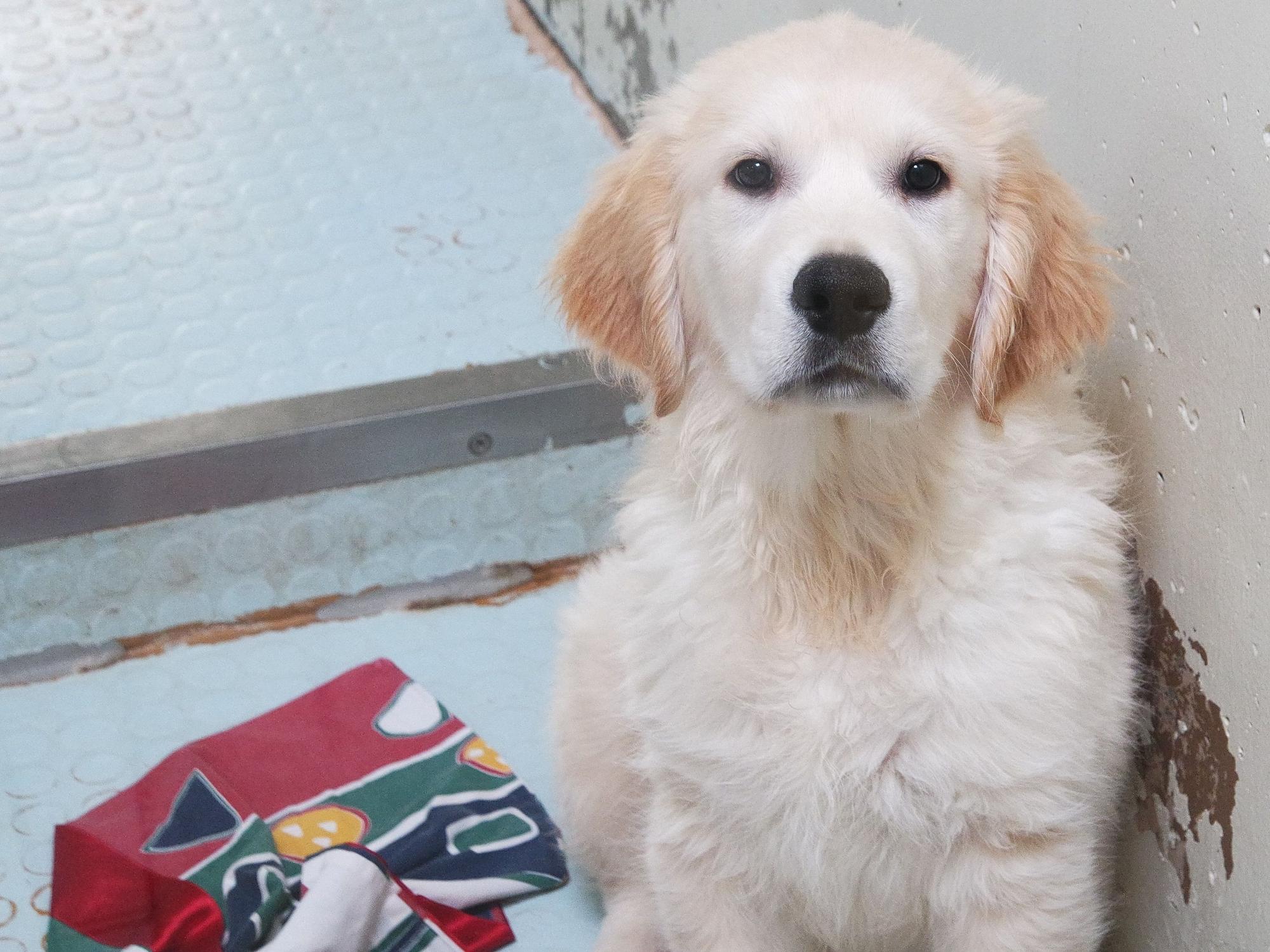 Golden-Retriever-Welpe: Ein ergreifendes Video zeigt, wie der kleine Hund vor dem Tod gerettet wurde. Unser Archivbild wurde 2012 gemacht und zeigt nicht den betreffenden Welpen.