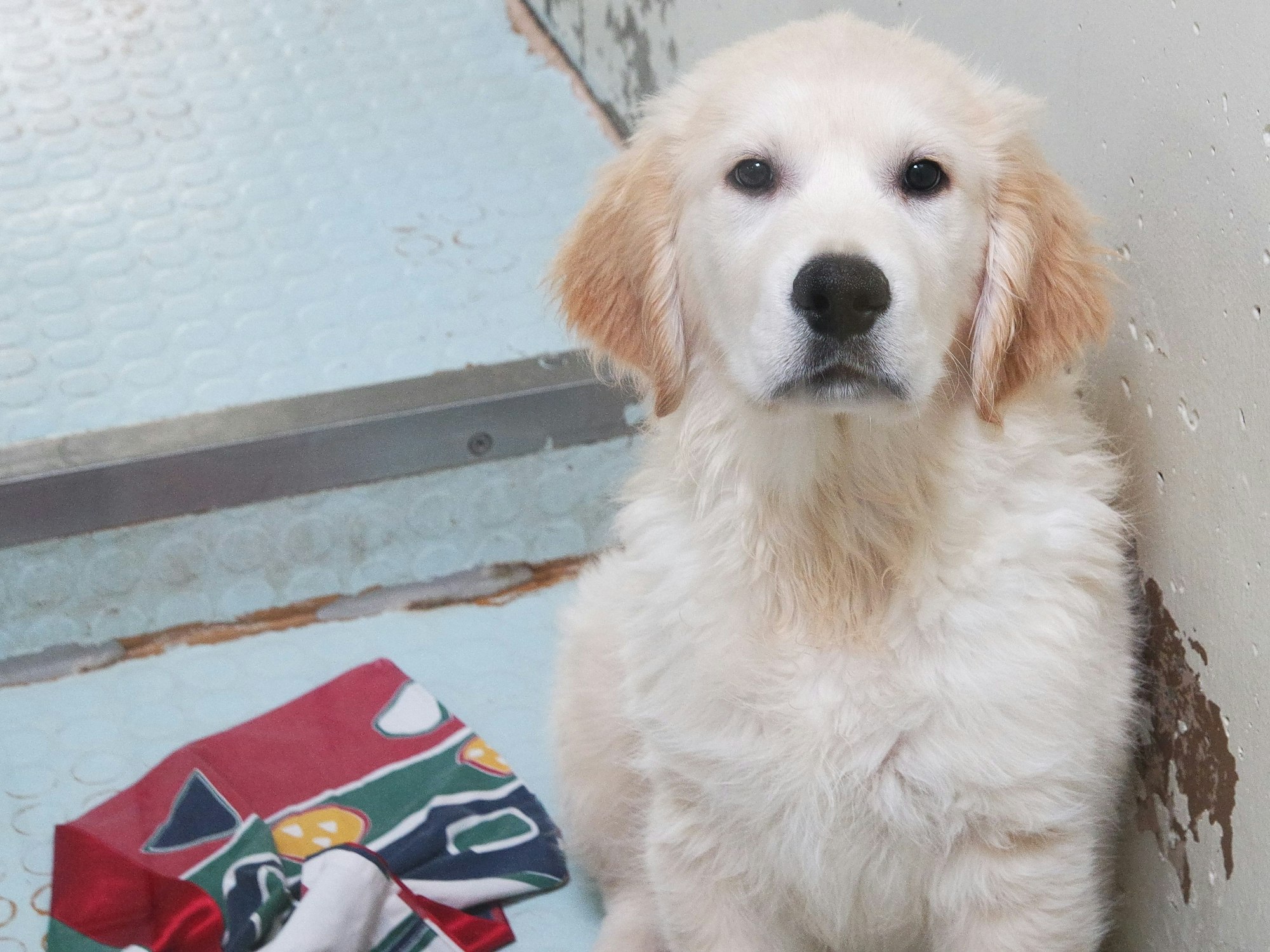 Golden-Retriever-Welpe: Ein ergreifendes Video zeigt, wie der kleine Hund vor dem Tod gerettet wurde. Unser Archivbild wurde 2012 gemacht und zeigt nicht den betreffenden Welpen.