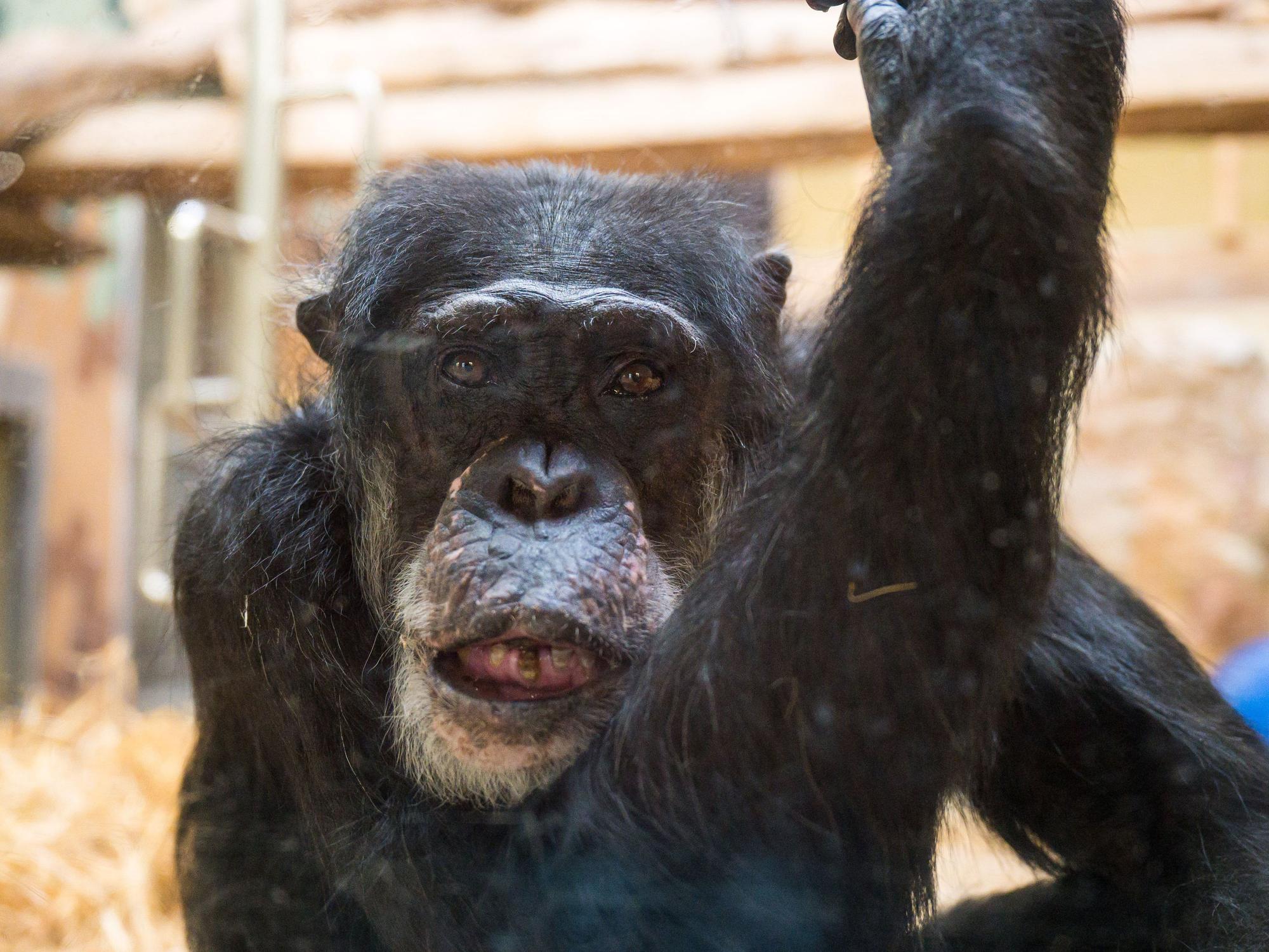 Schimpanse Jonny ist im Zoo von Saarbrücken gestorben. Unser Foto zeigt Jonny am 4. Mai 2021 – da feierte er seinen 60. Geburtstag.