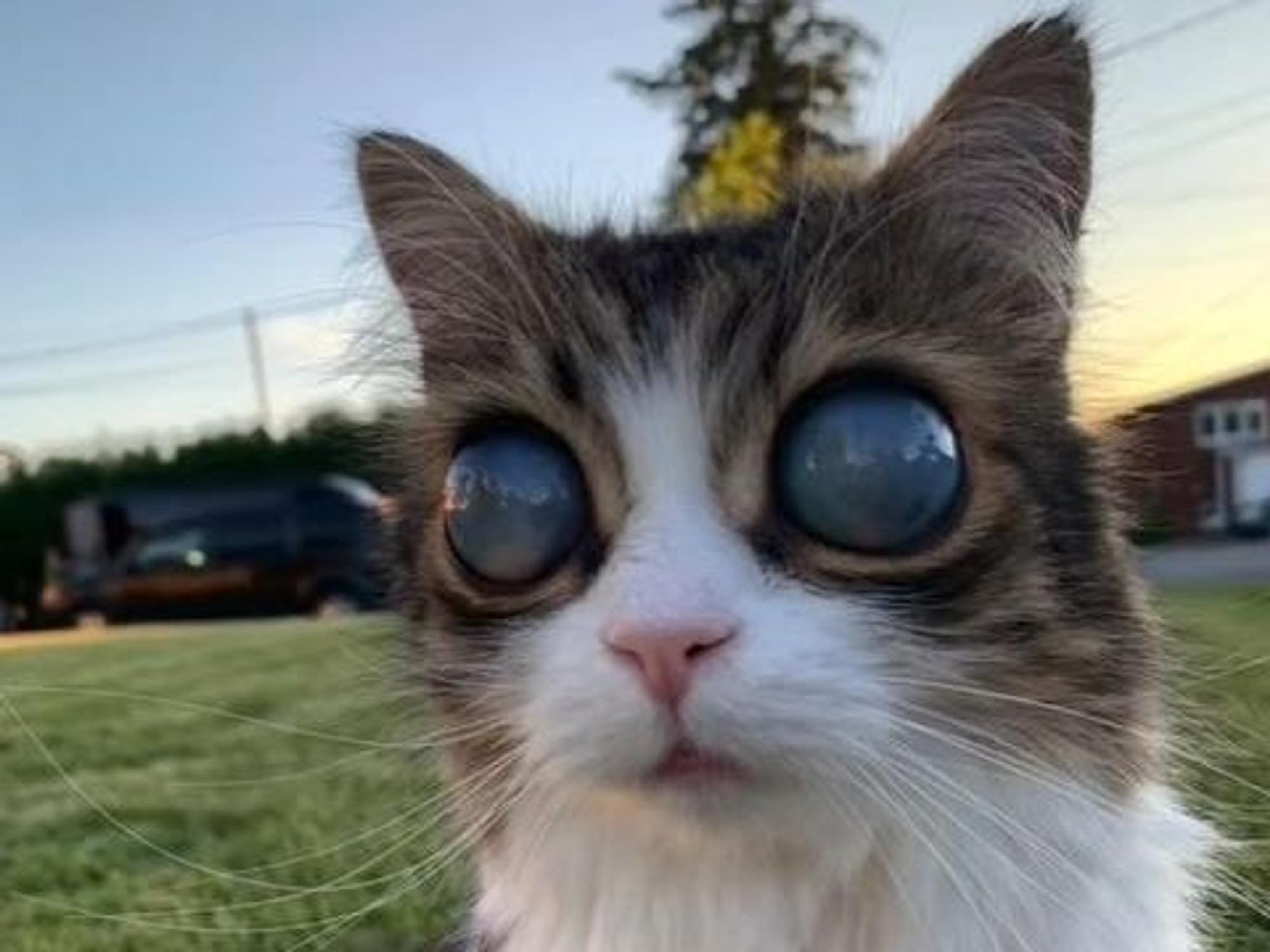 Die blinde Katze Pico wird mit ihren riesigen Augen zu einem Star auf TikTok.