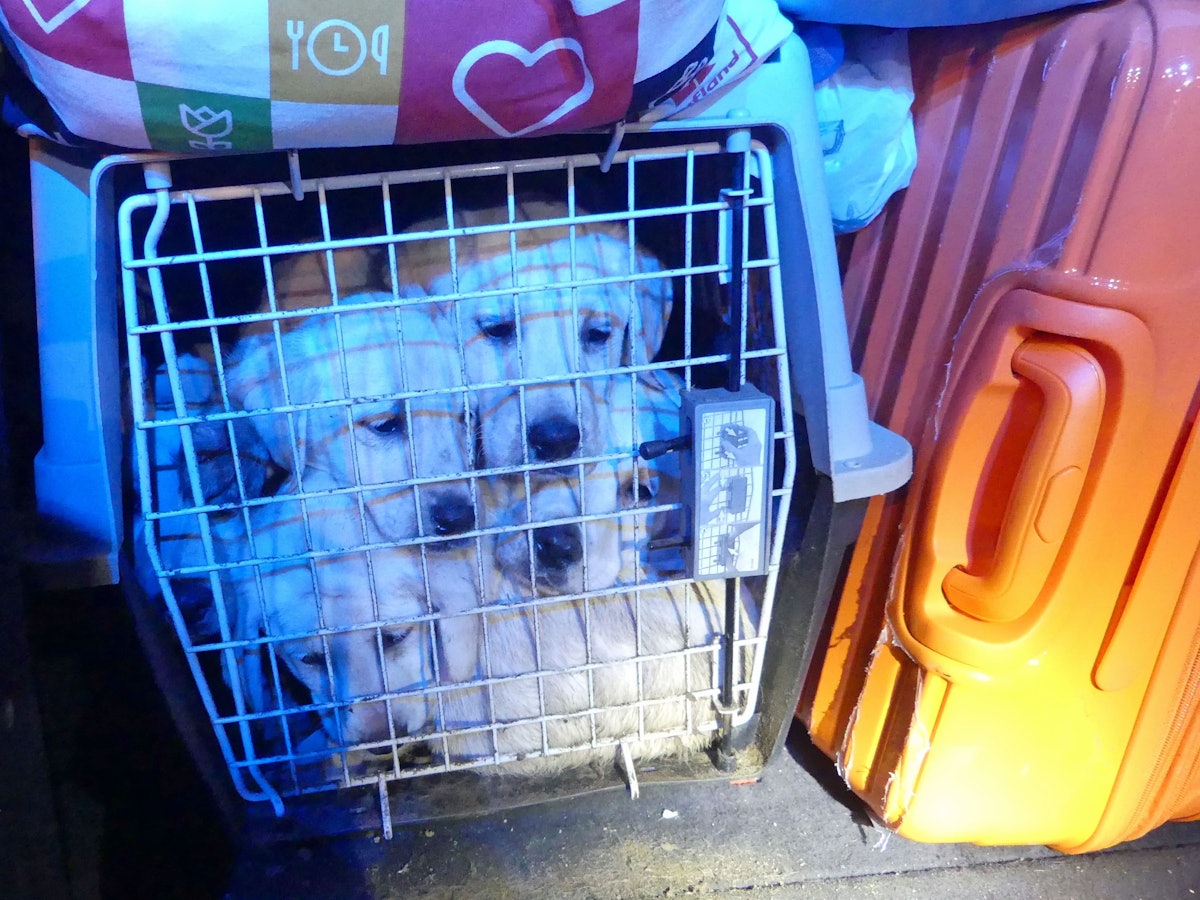 In eine Gitterbox gepferchte Hundewelpen