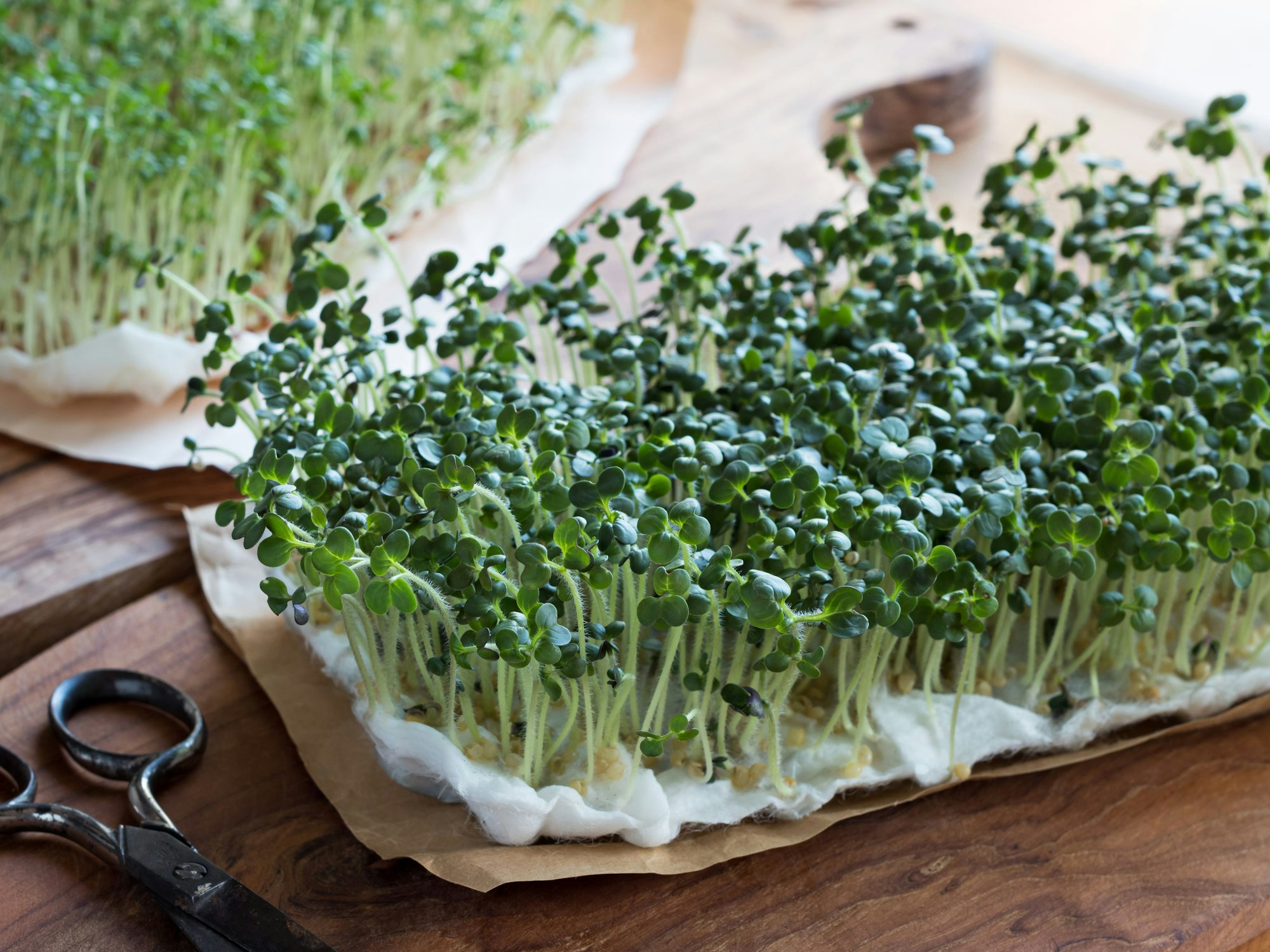 Kresse säen, ohne Erde: So einfach lässt sich das Kraut anbauen.