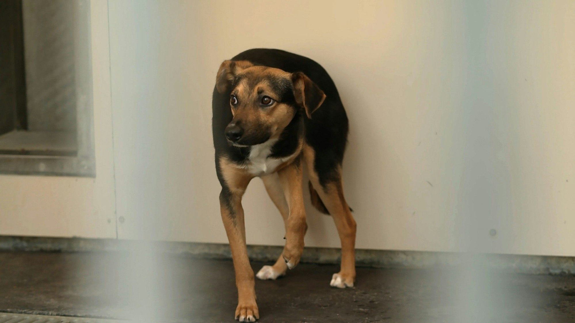 Angsthund Axel aus „Die Unvermittelbaren - Mit Martin Rütter“ (undatierte Aufnahme).