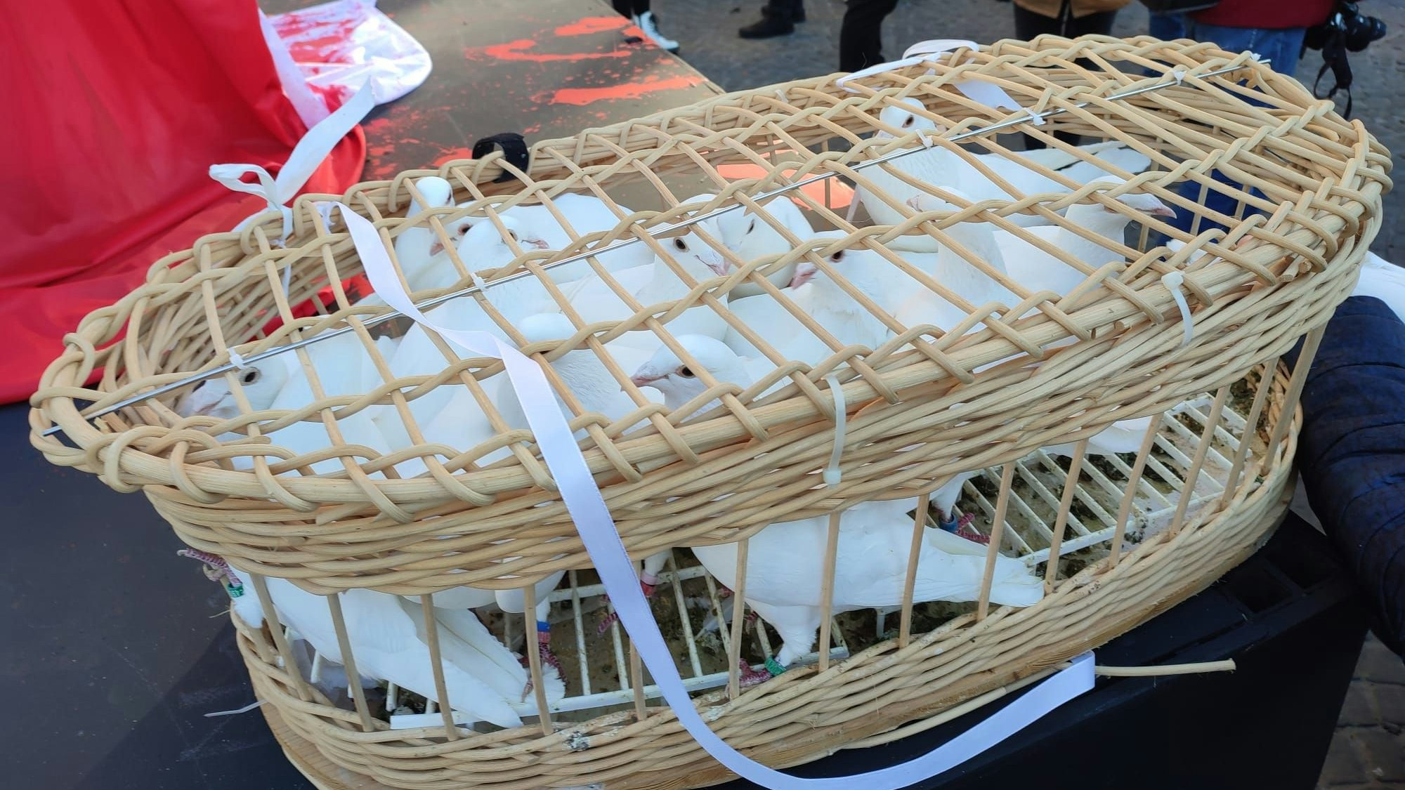 Friedenstauben, die bei der Friedensdemo in Köln aufsteigen.