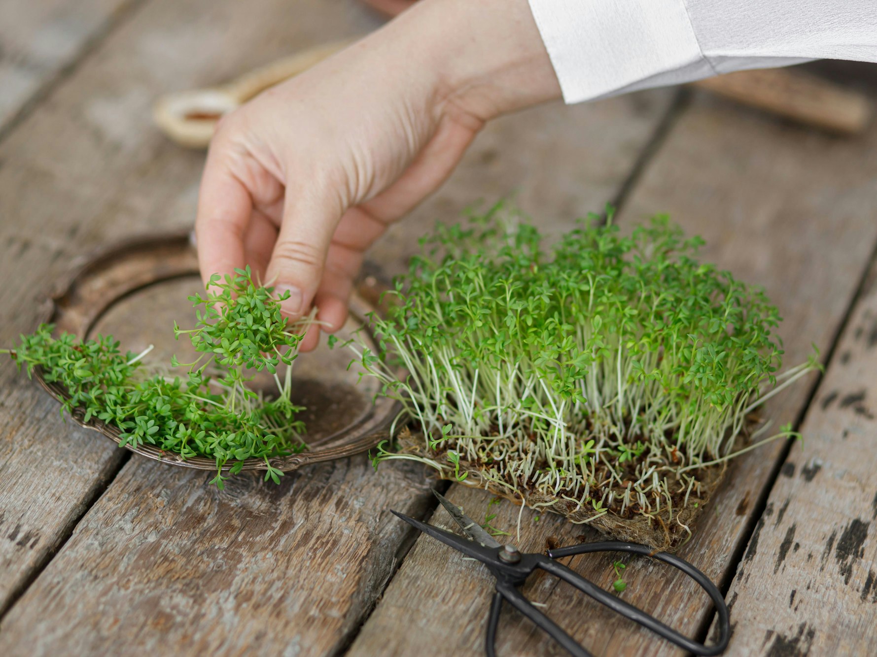 Kresse ernten kann man bereits zwei bis drei Wochen nach der Aussaat.