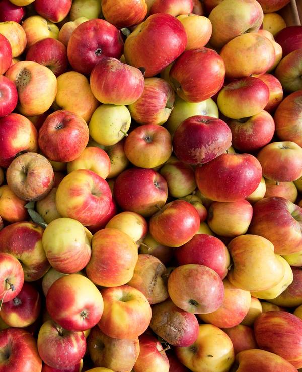 Äpfel liegen in einer Mosterei für die Verarbeitung zu Apfelsaft bereit.