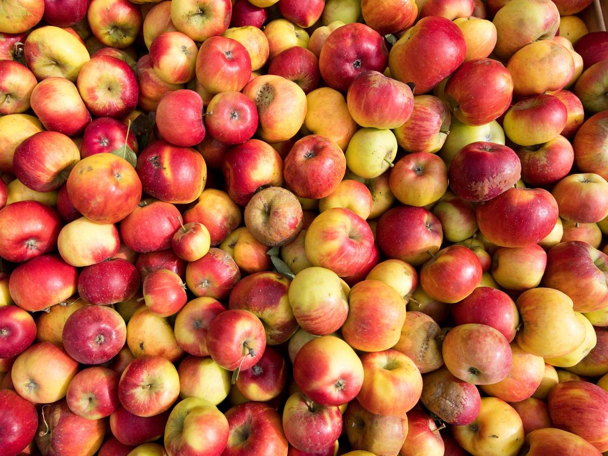 Äpfel liegen in einer Mosterei für die Verarbeitung zu Apfelsaft bereit.