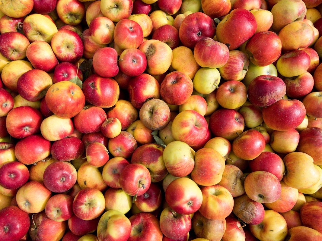 Äpfel liegen in einer Mosterei für die Verarbeitung zu Apfelsaft bereit.