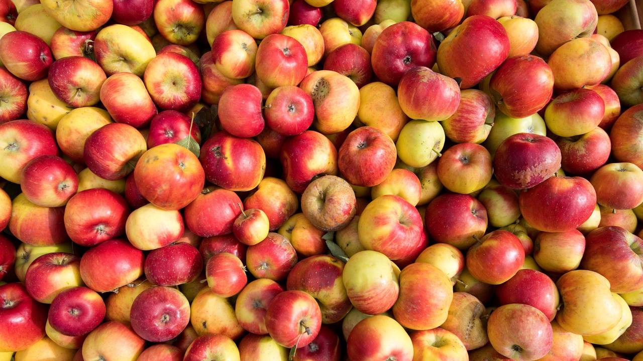 Äpfel liegen in einer Mosterei für die Verarbeitung zu Apfelsaft bereit.