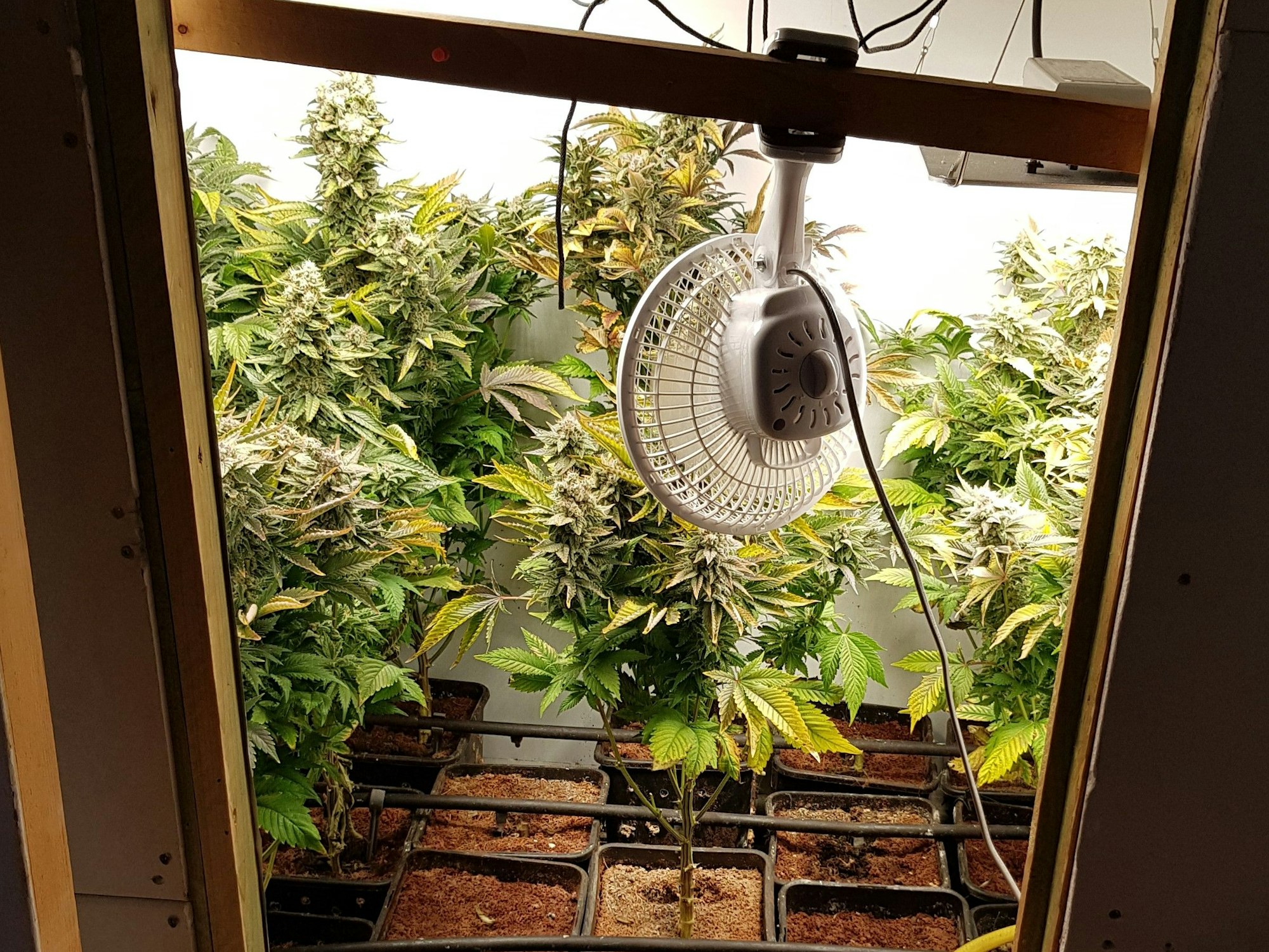 Das Foto zeigt die Hanfplantage, die Polizisten bei ihren Ermittlungen in der Privatwohnung in Korschenbroich fanden.
