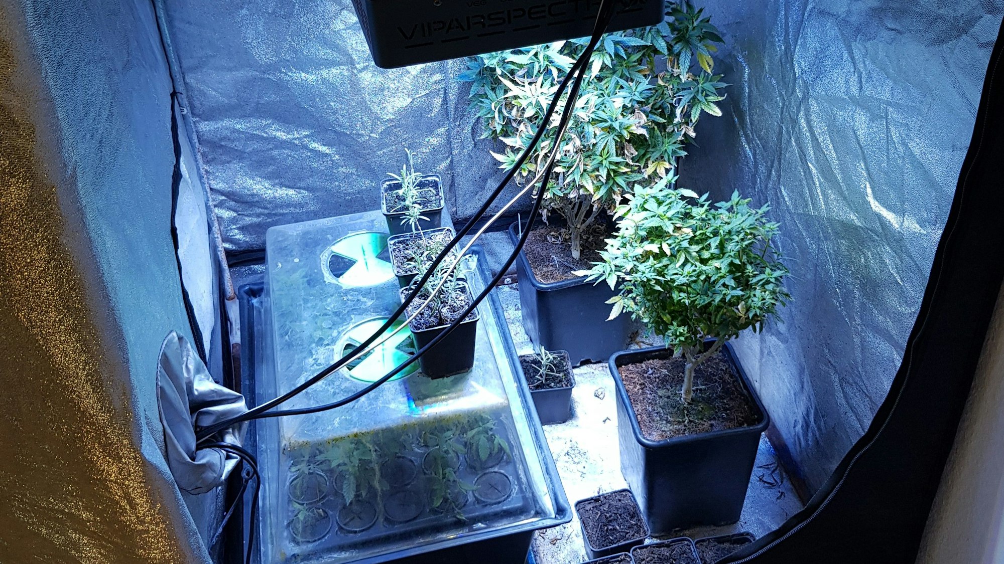 Die gefundene Hanfzucht. Die Polizei stellte am Montag mehrere Drogen in einer Privatwohnung in NRW sicher.