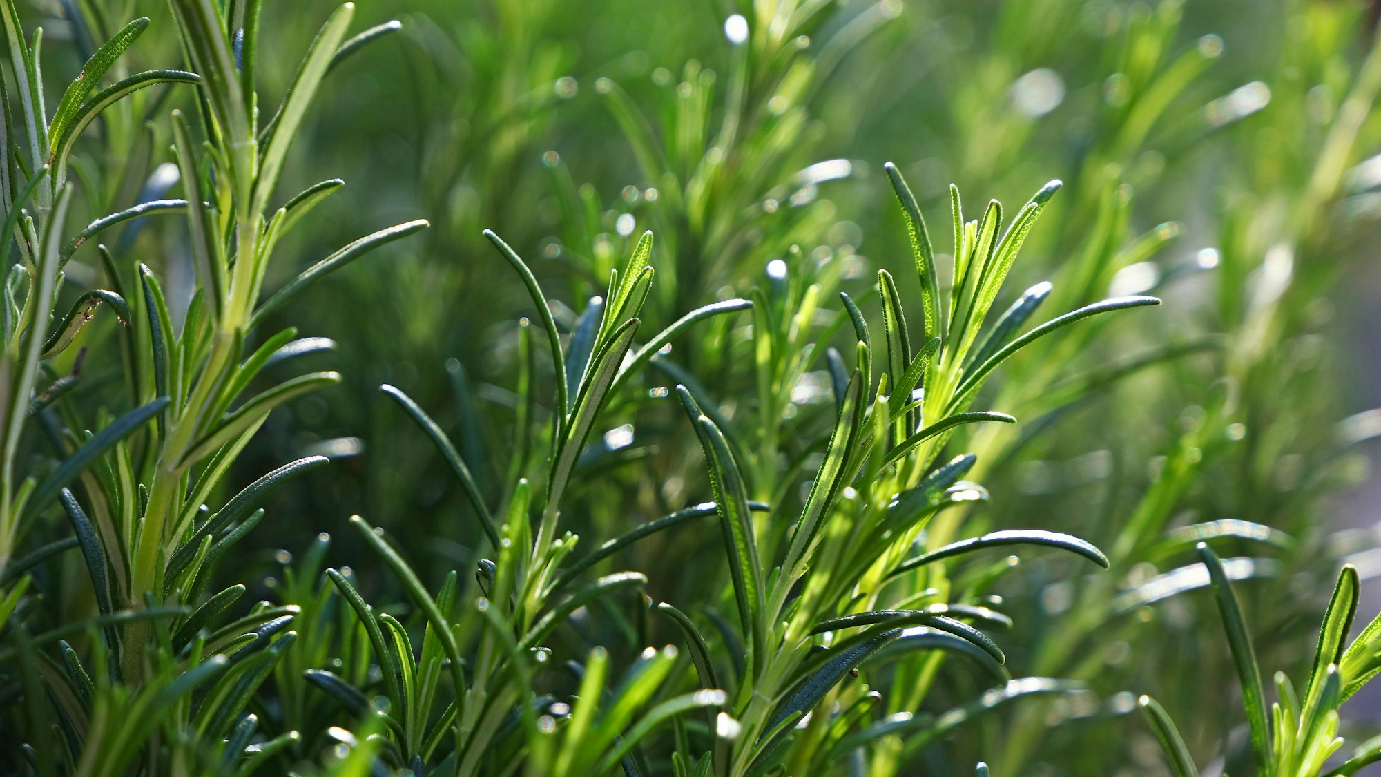 Rosmarin liebt sonnige, warme Standorte.