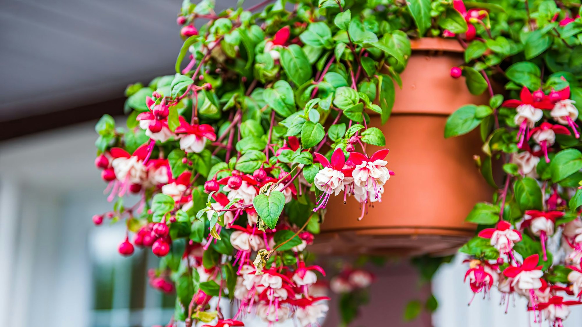 Fuchsien bevorzugen kühle, schattige Standorte.