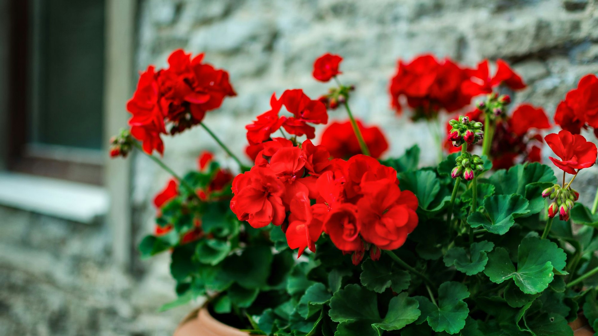 Geranien sind blühende Hängepflanzen für den Balkon, die von Mai bis Oktober für Farbe sorgen.