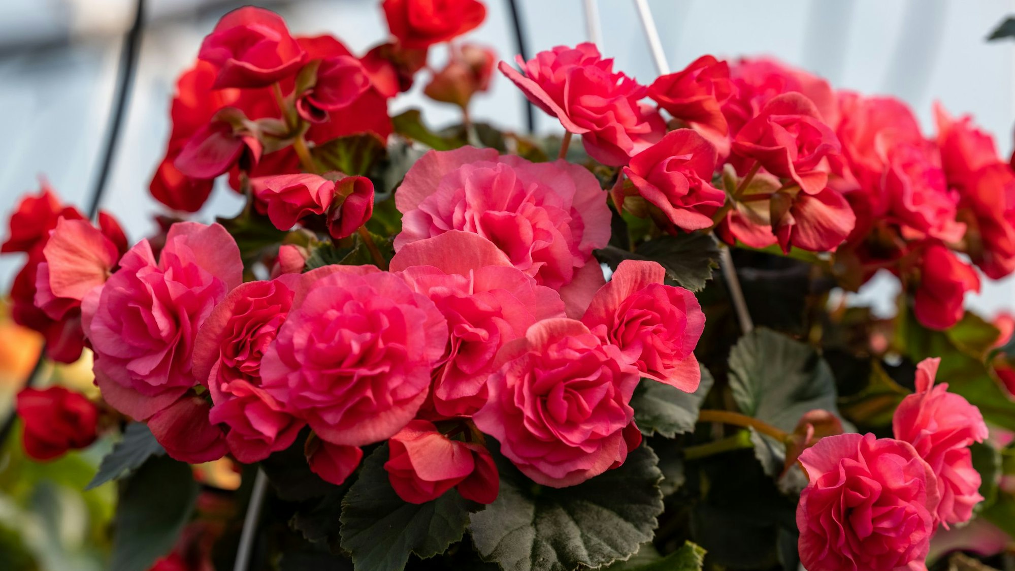 Begonien passen gut auf den Nordbalkon.