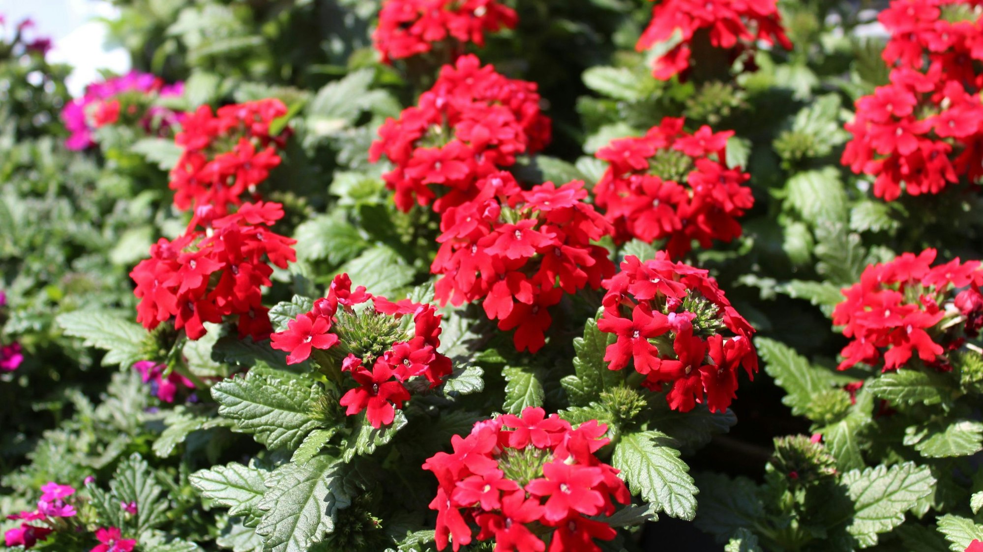 Hänge-Verbenen mögen sonnige Standorte auf dem Südbalkon.