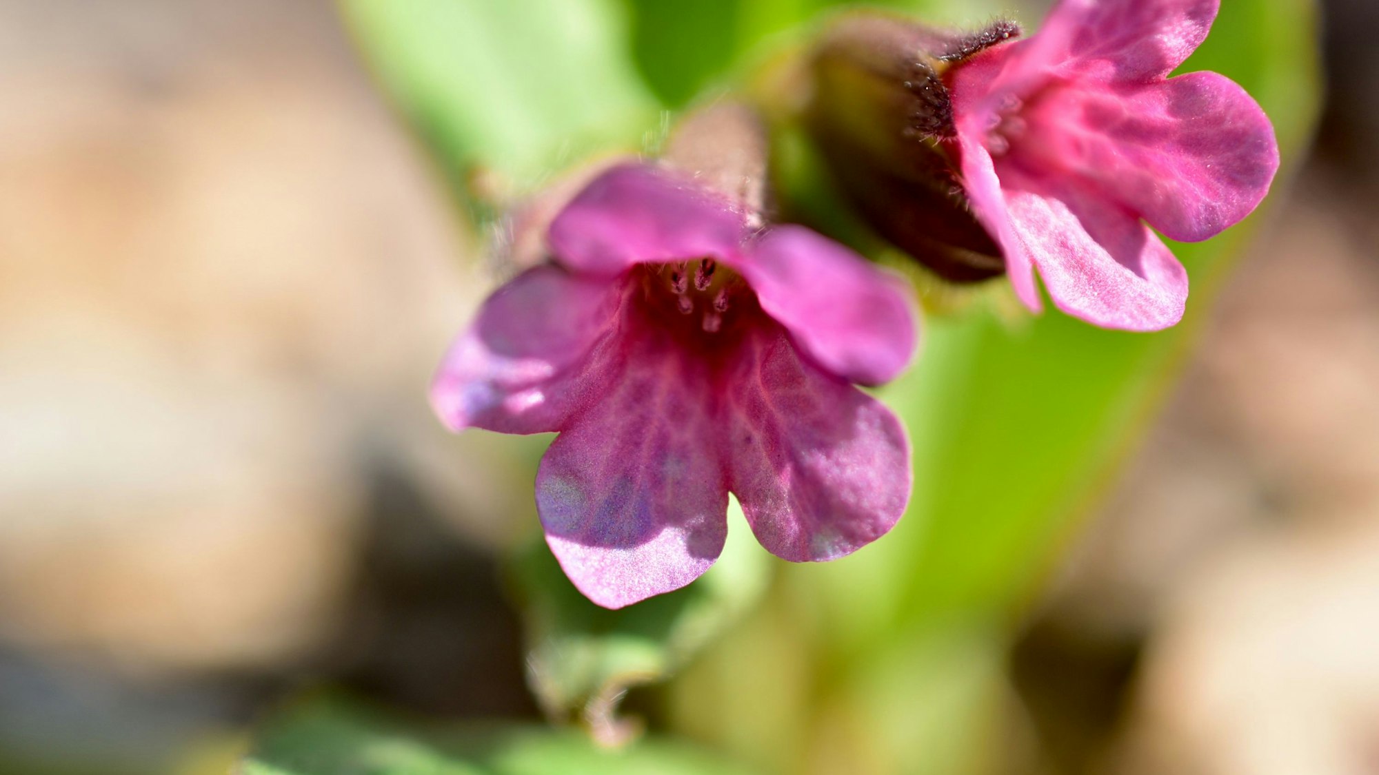 Zauberglöckchen sorgen mit ihren kleinen Blüten für Farbe auf Balkon und Terrasse.