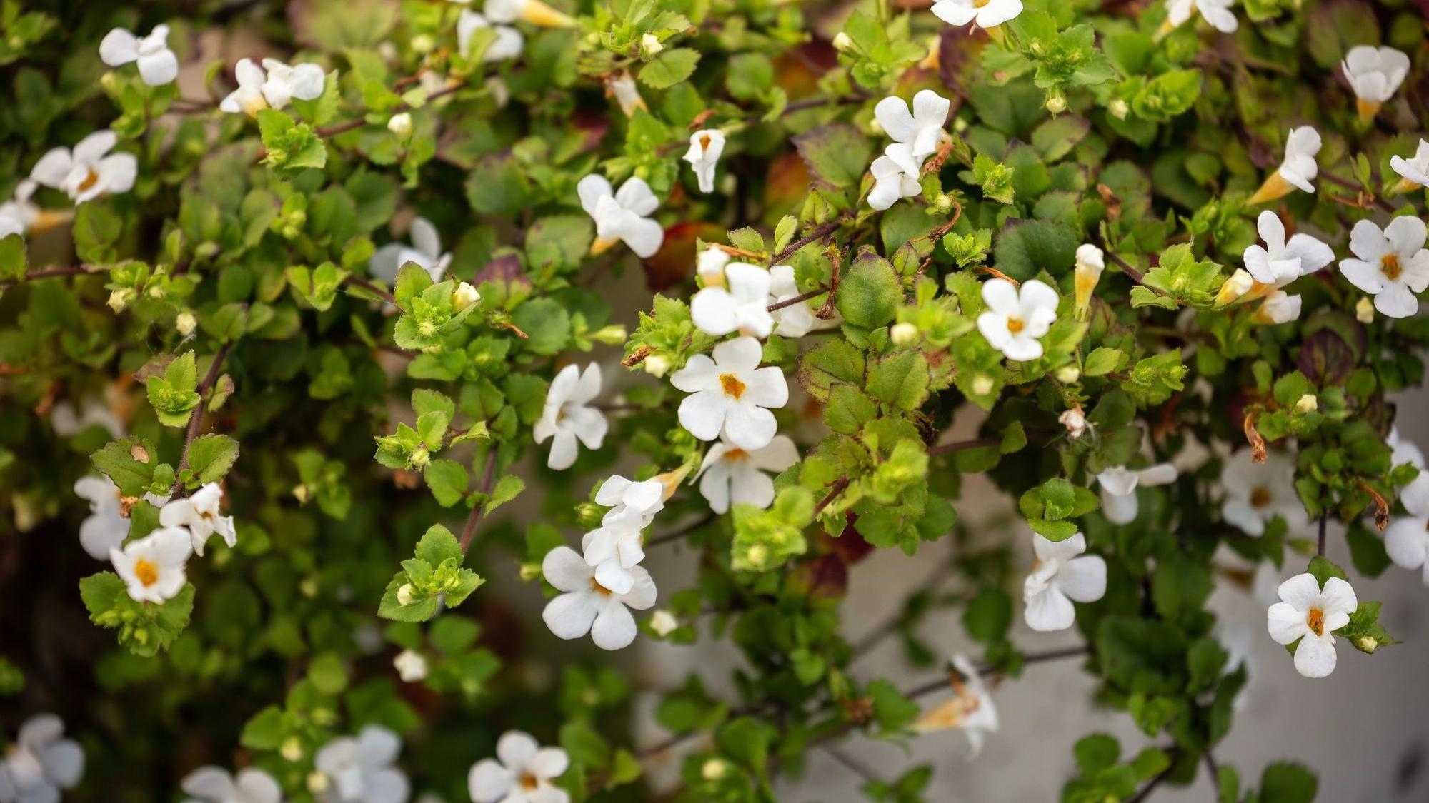 Schneeflockenblumen sind pflegeleichte Hängepflanzen für Terrasse und Balkon.