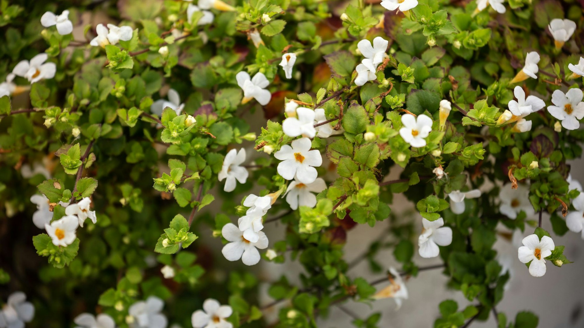 Schneeflockenblumen sind pflegeleichte Hängepflanzen für Terrasse und Balkon.