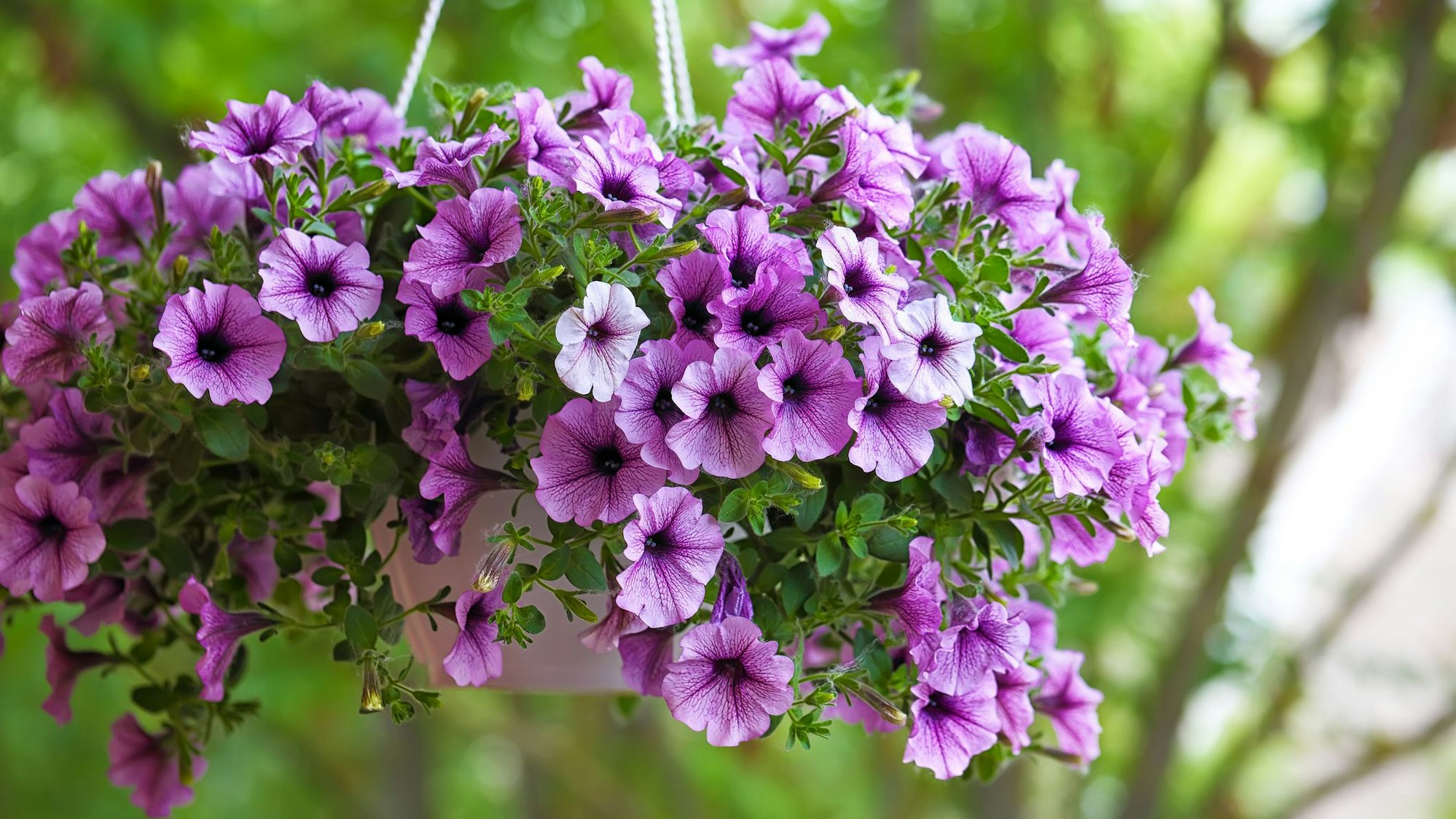 Petunien lieben einen sonnigen und regengeschützten Standort.