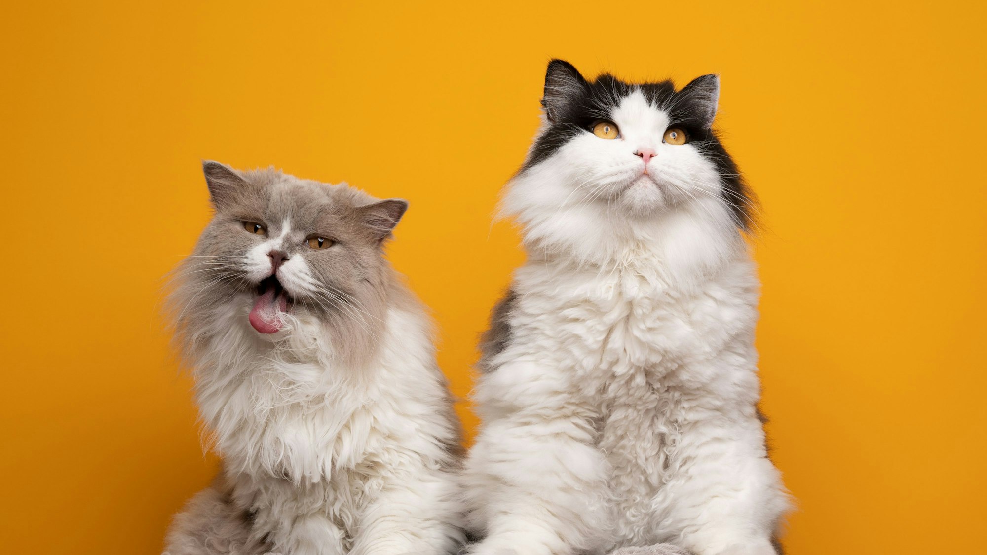 Rassekatzen, wie die British Langhaar haben eine andere Lebenserwartung als Mischlingskatzen.