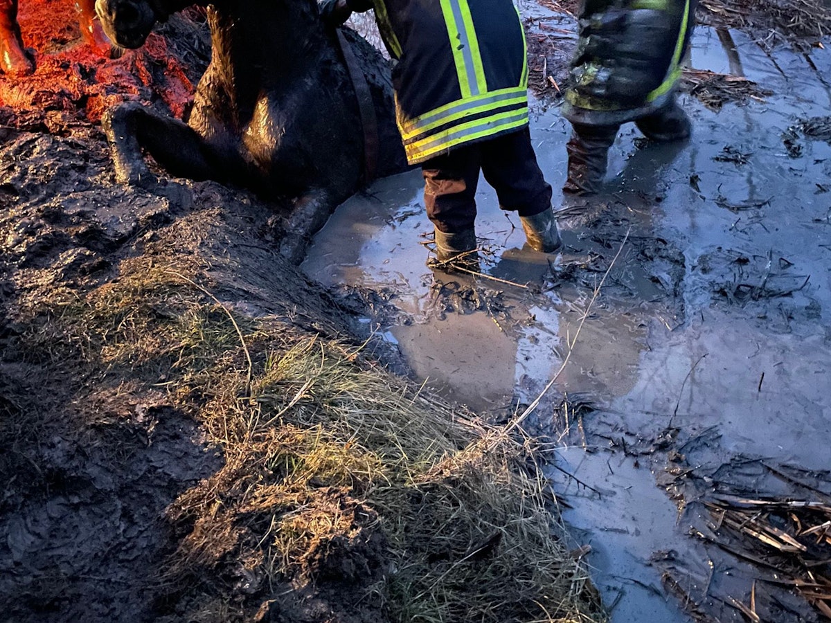 Ein Pferd ist im Kreis Lippe in einem schlammigen Teich versunken.