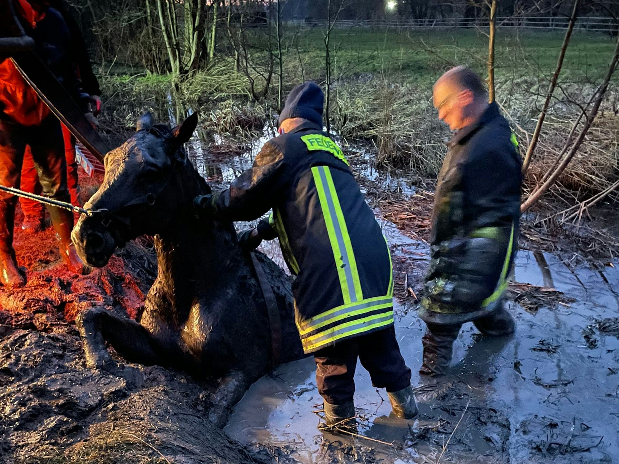 Ein Pferd ist im Kreis Lippe in einem schlammigen Teich versunken.