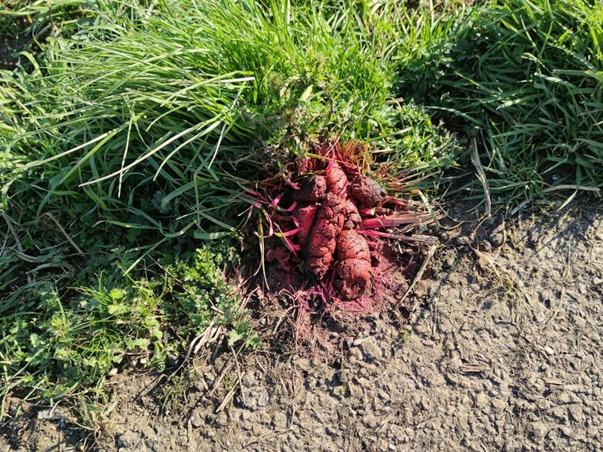 Ein besprühter Hundehaufen auf einem Feldweg in Kerpen.