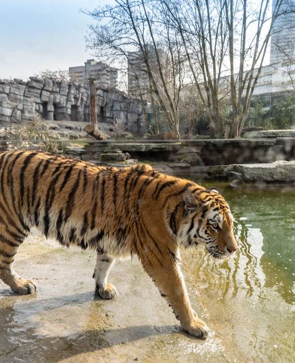 Tiger Akina geht durch ihr Gehege im Kölner Zoo.