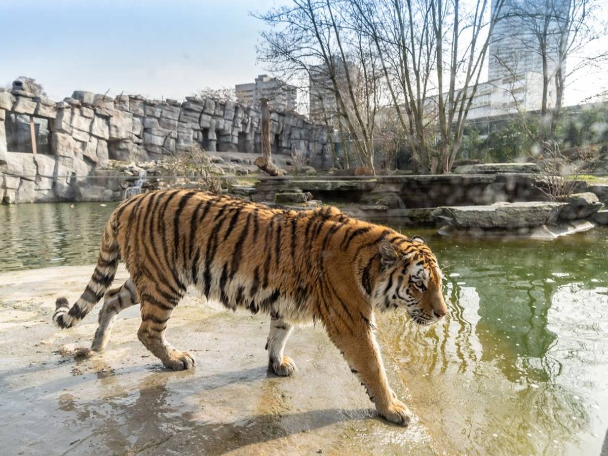 Tiger Akina geht durch ihr Gehege im Kölner Zoo.