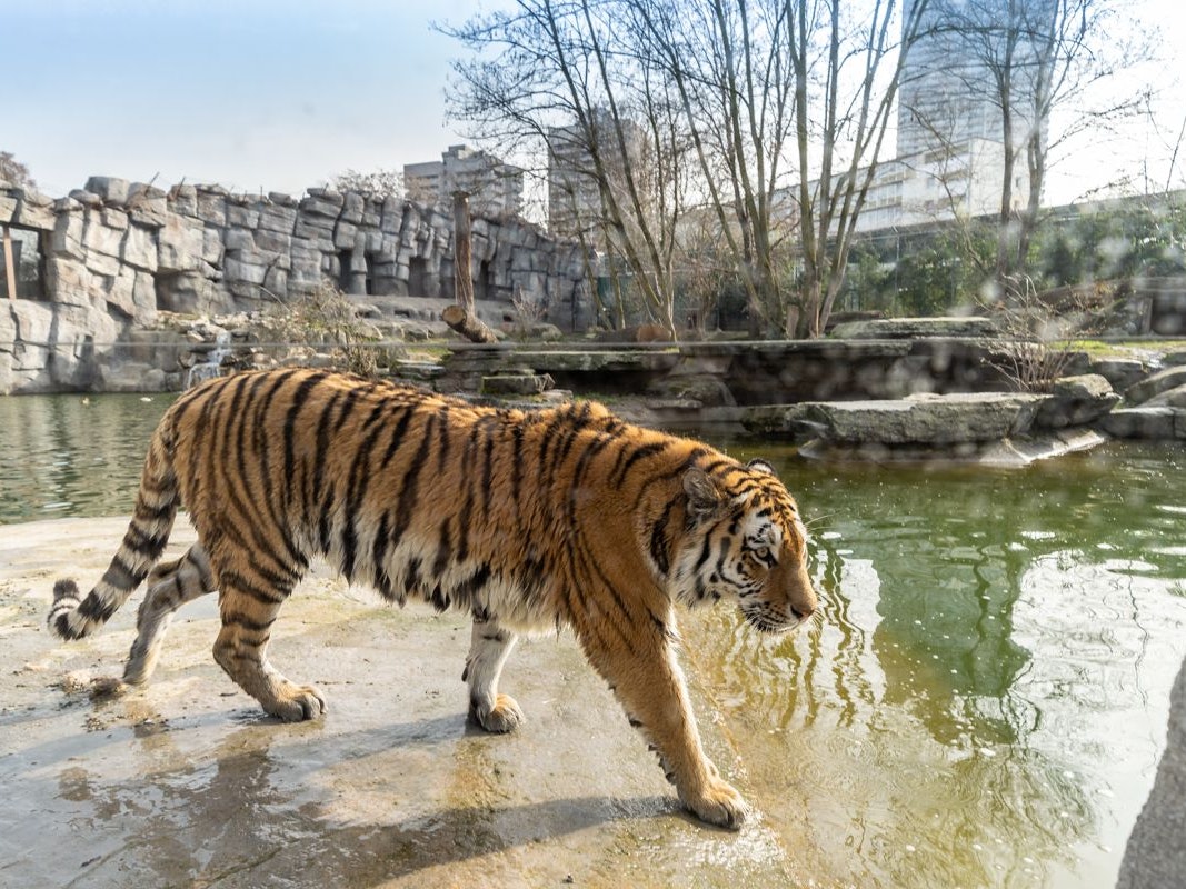 Tiger Akina geht durch ihr Gehege im Kölner Zoo.