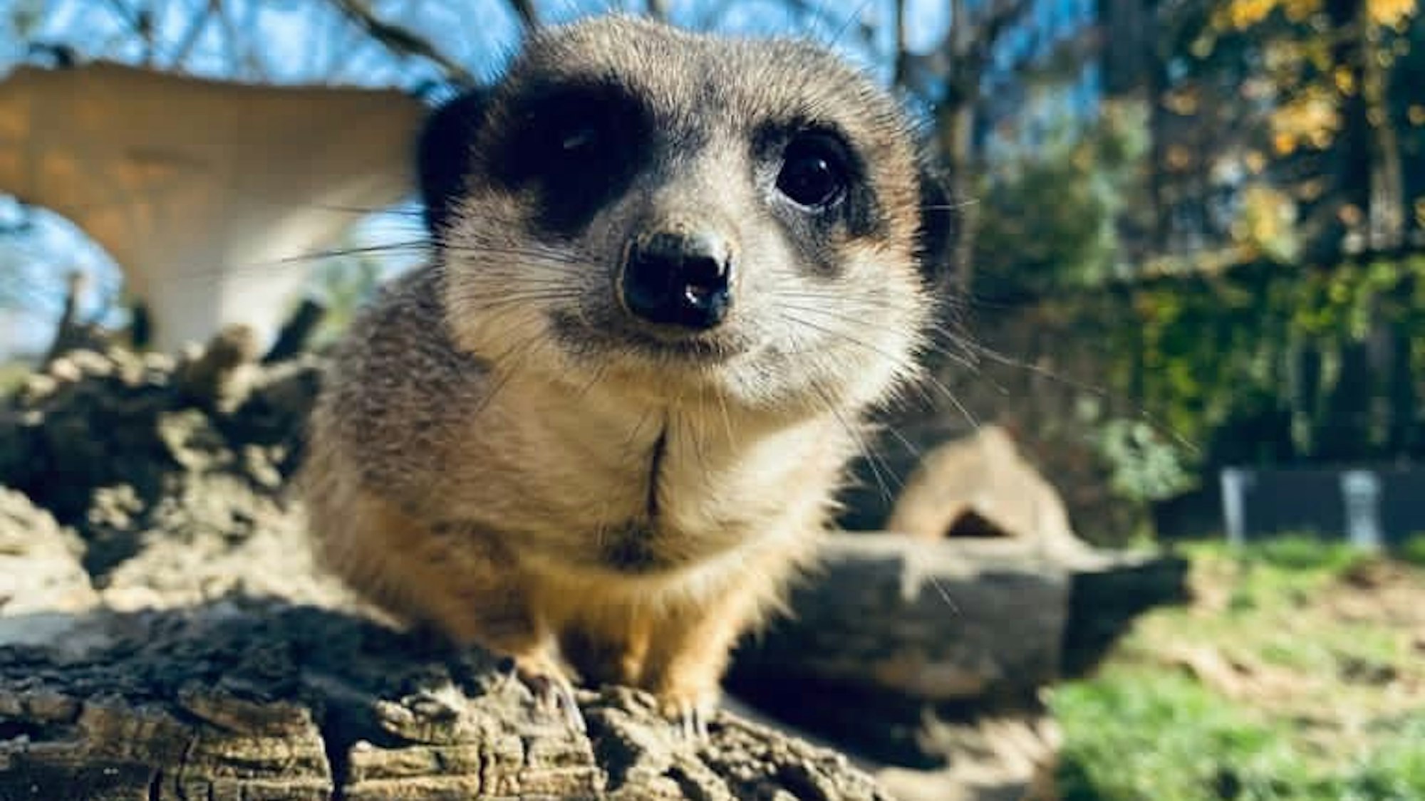 Erdmännchen im Kölner Zoo guckt direkt in die Kamera.