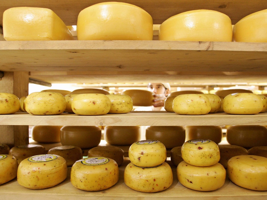 Mehrere Käselaibe liegen ein einem Regal und werden sortiert.