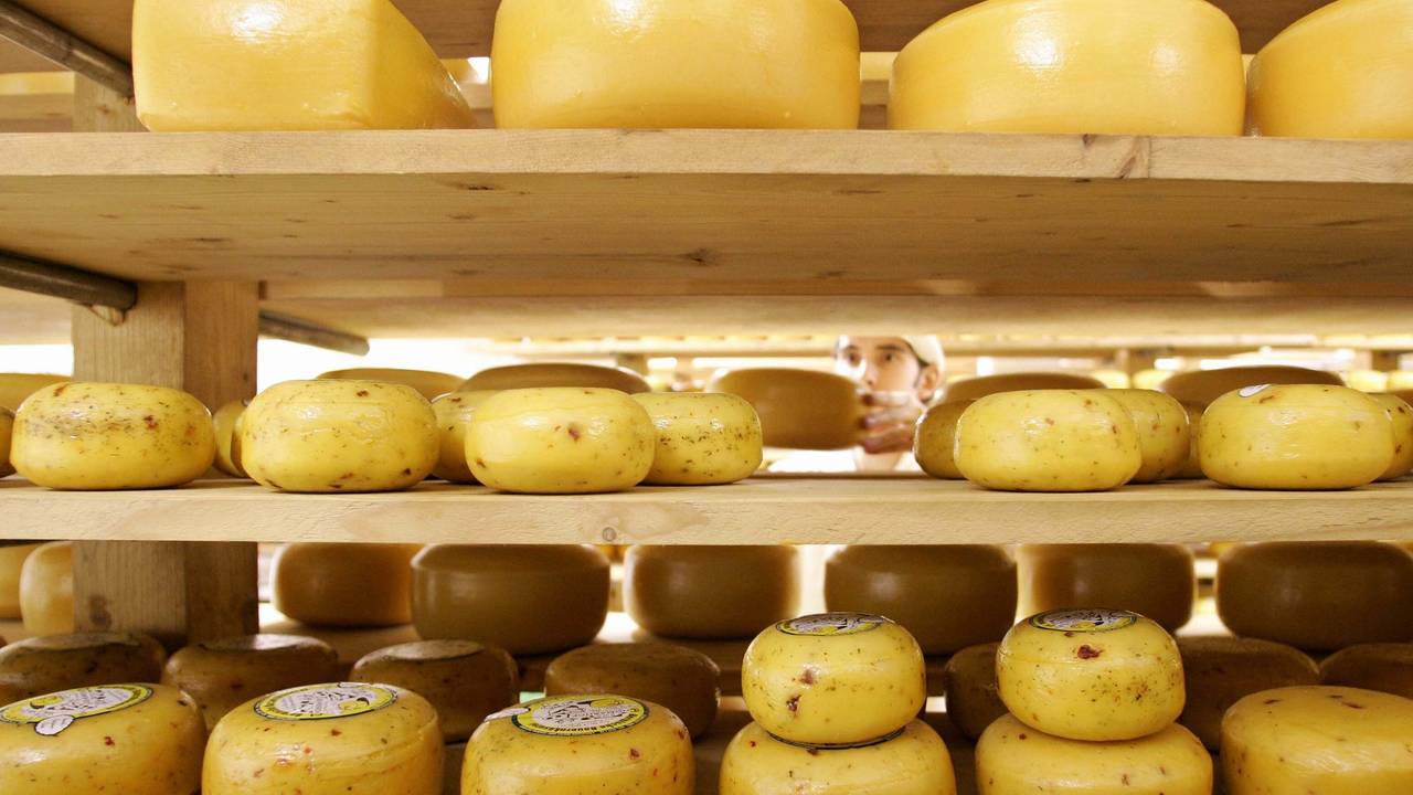 Mehrere Käselaibe liegen ein einem Regal und werden sortiert.