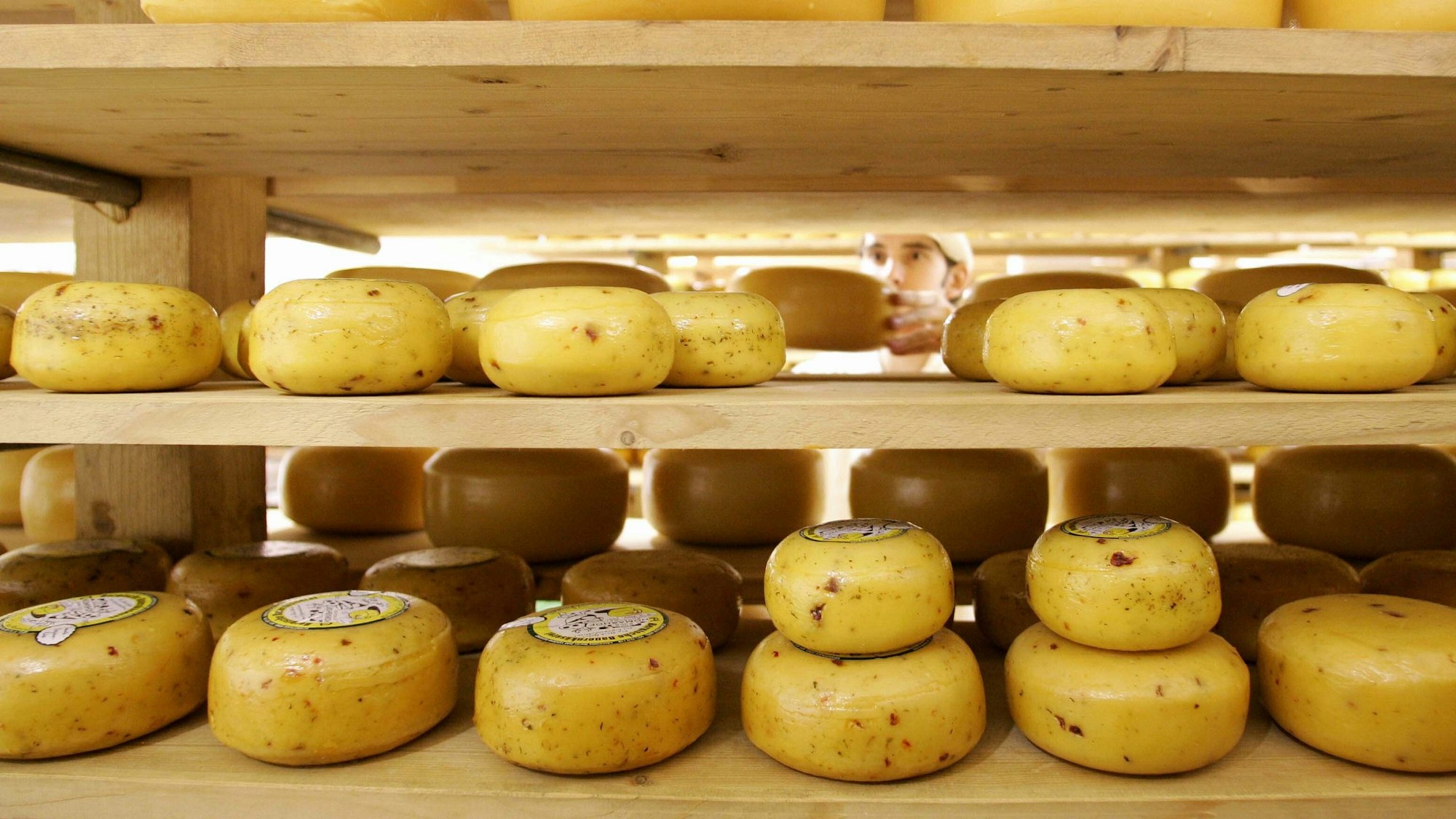Mehrere Käselaibe liegen ein einem Regal und werden sortiert.