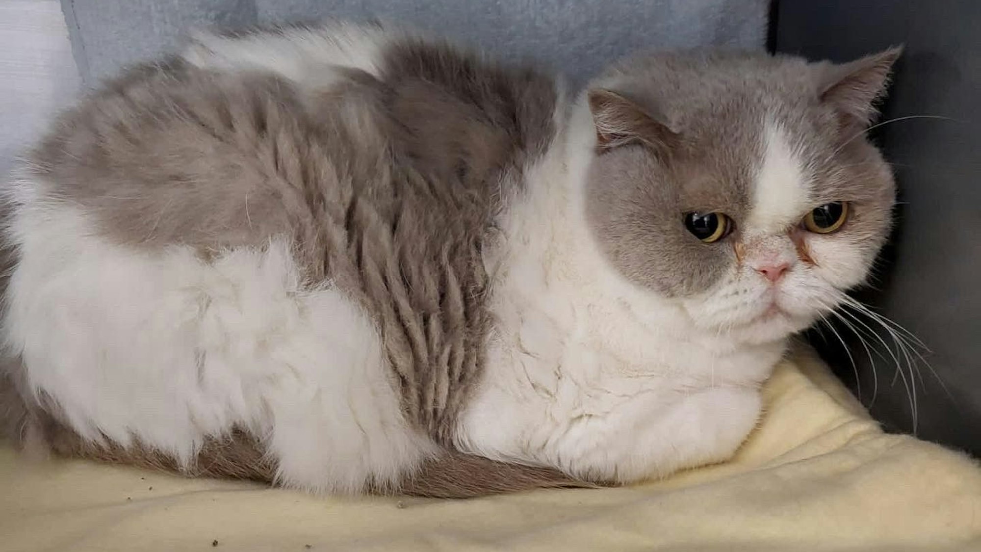 Eine Katze sitzt auf einer Decke.