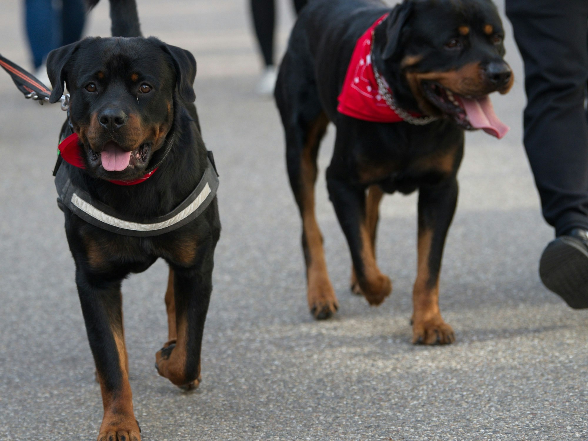 Rottweiler-Angriff in Deutschland: Ein Junge musste jetzt mit lebensgefährlichen Verletzungen ins Krankenhaus gebracht werden (hier ein Symbolfoto aus dem Jahr 2019).
