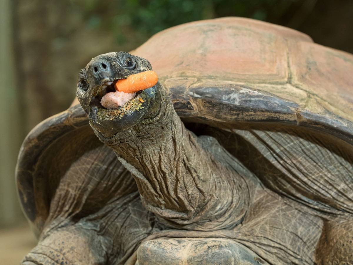 Riesenschildkröte Schurli: Dieses Expemplar wurde 209 in Wien (Tiergarten Schönbrunn) abgelichtet. Inzwischen wurde eine neue Art entdeckt.