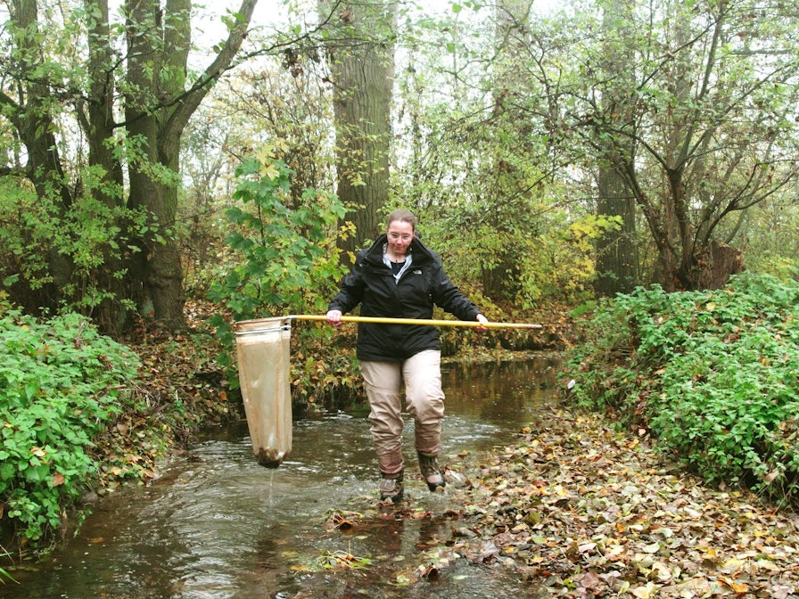 Andrea Sundermann untersucht seit Jahren den Urselbach nahe Frankfurt für die Senckenberg Gesellschaft für Naturforschung.