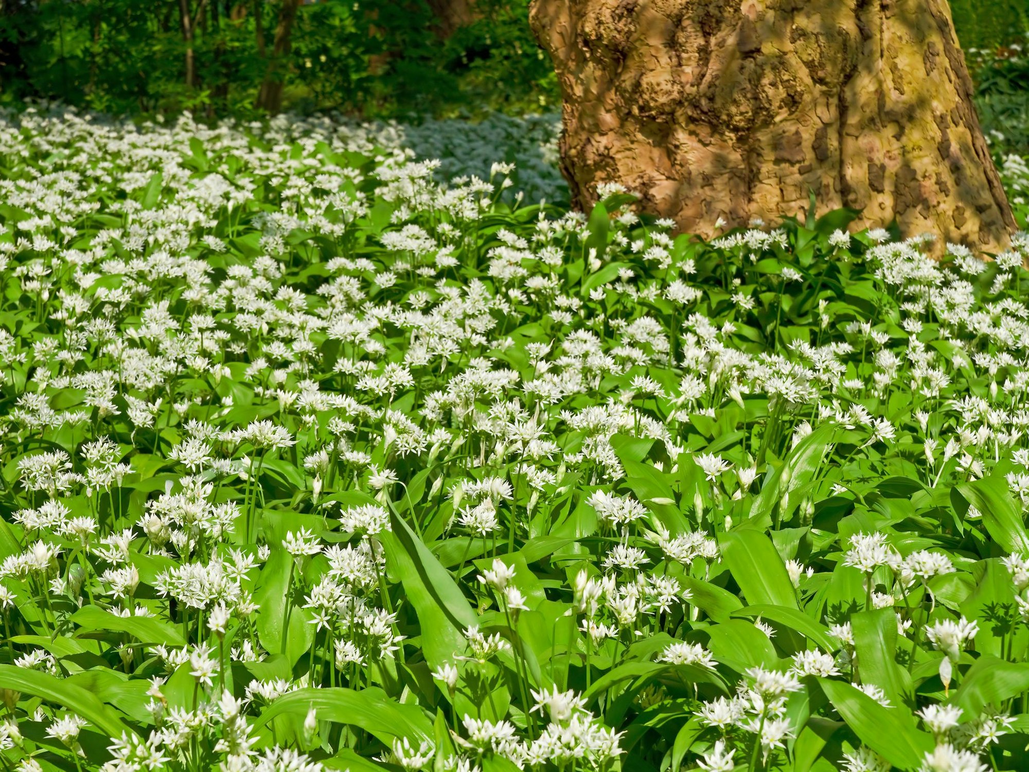 Waldboden ist mit blühendem Bärlauch bedeckt.