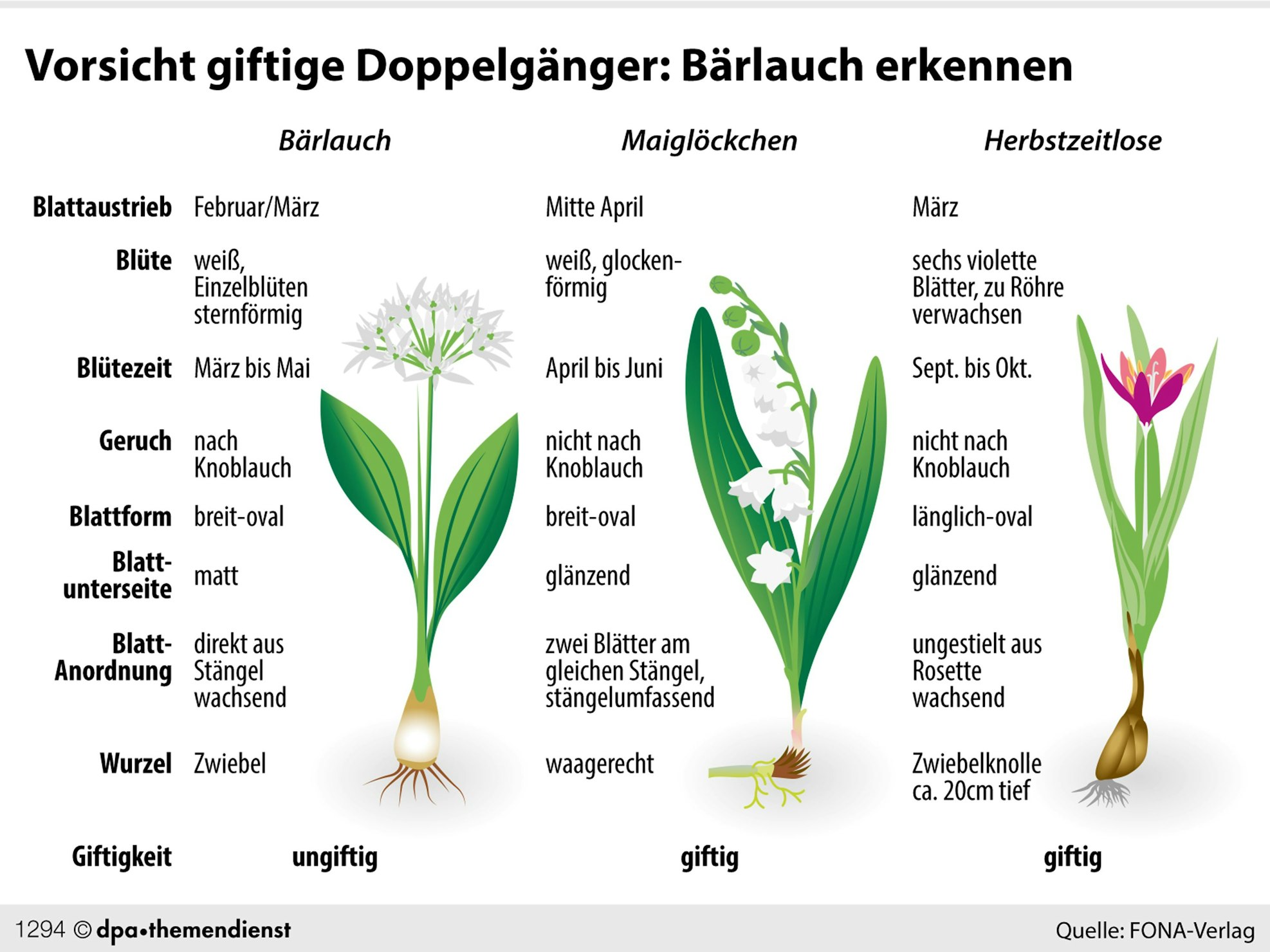 Bärlauch und giftige Doppelgänger wie Maiglöcken und Herbstzeitlose im Schaubild.