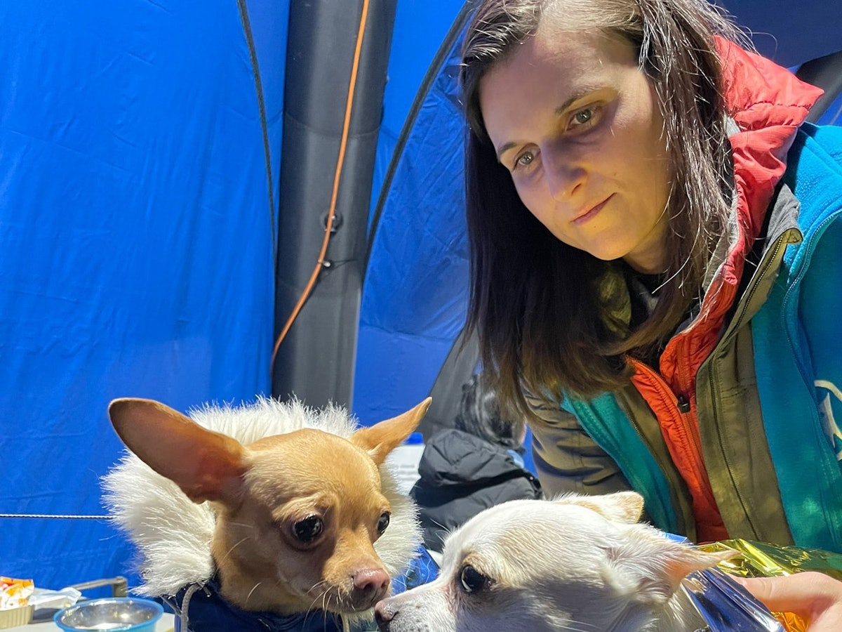 Zwei kleine Hunde in einem Tierhilfecamp an der Grenze zur Ukraine.