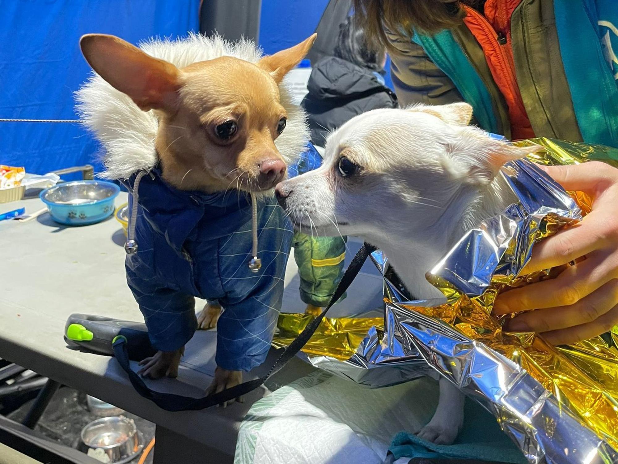 Zwei kleine Hunde in einem Tierhilfecamp an der Grenze zur Ukraine.