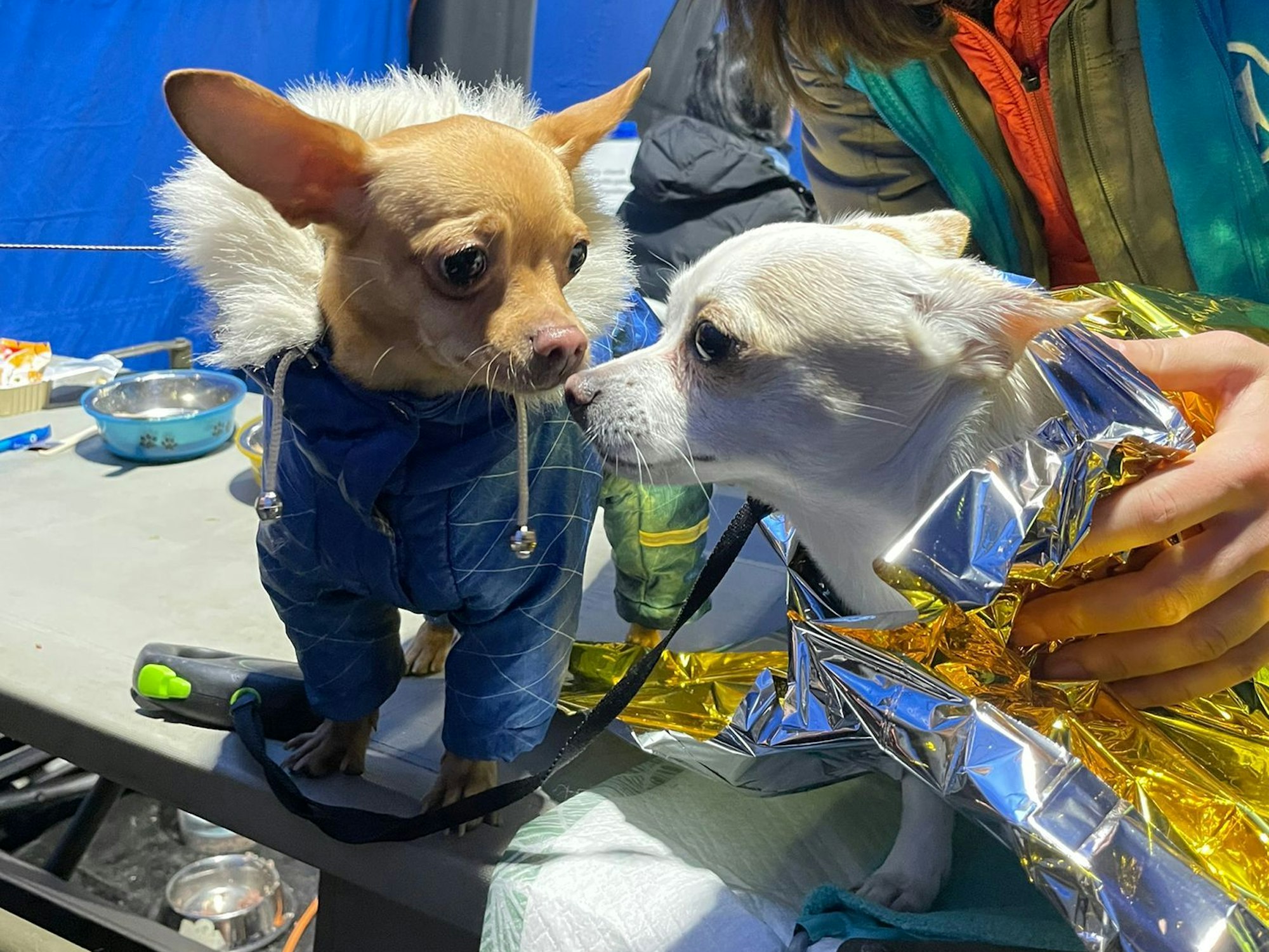 Zwei kleine Hunde in einem Tierhilfecamp an der Grenze zur Ukraine.