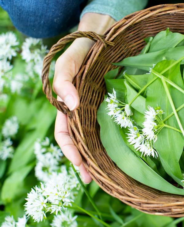 Sobald die Saison startet, kann man im Wald Bärlauch ernten. Doch wie kann man zuverlässig Bärlauch erkennen und ihn von giftigen Pflanzen unterscheiden?