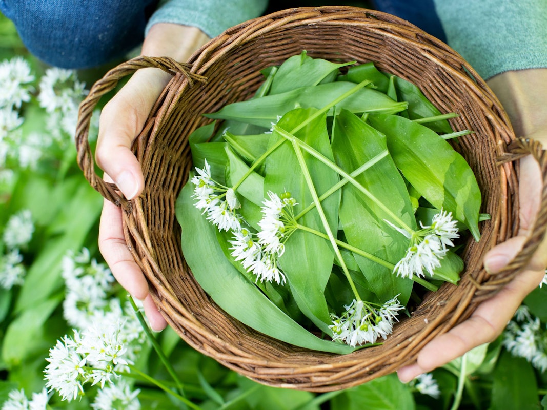 Sobald die Saison startet, kann man im Wald Bärlauch ernten. Doch wie kann man zuverlässig Bärlauch erkennen und ihn von giftigen Pflanzen unterscheiden?